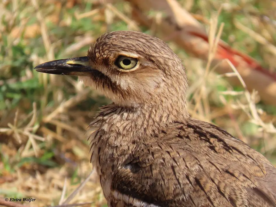 Waterthick-knee2.jpg