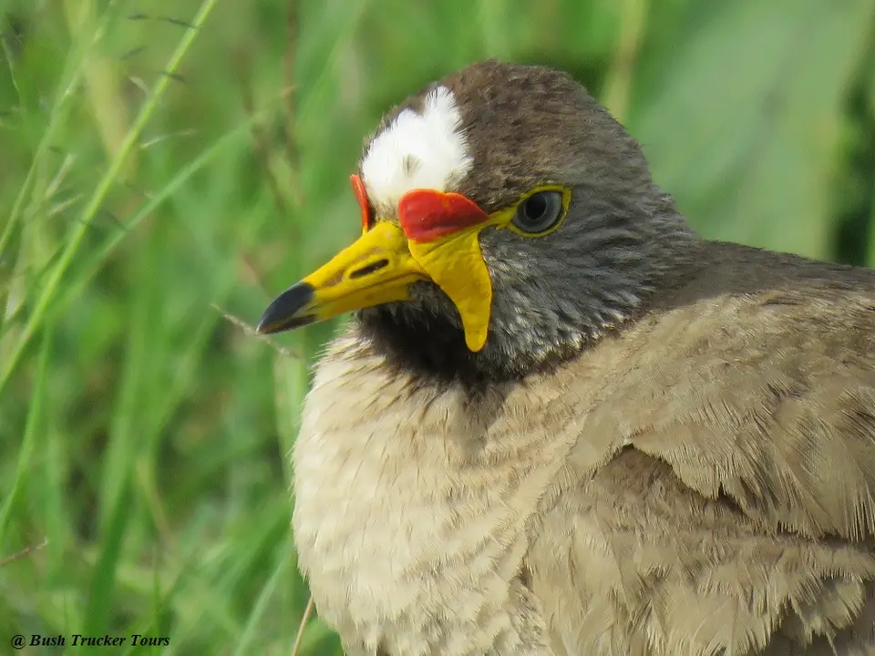 WattleLapwingPortrait.jpg