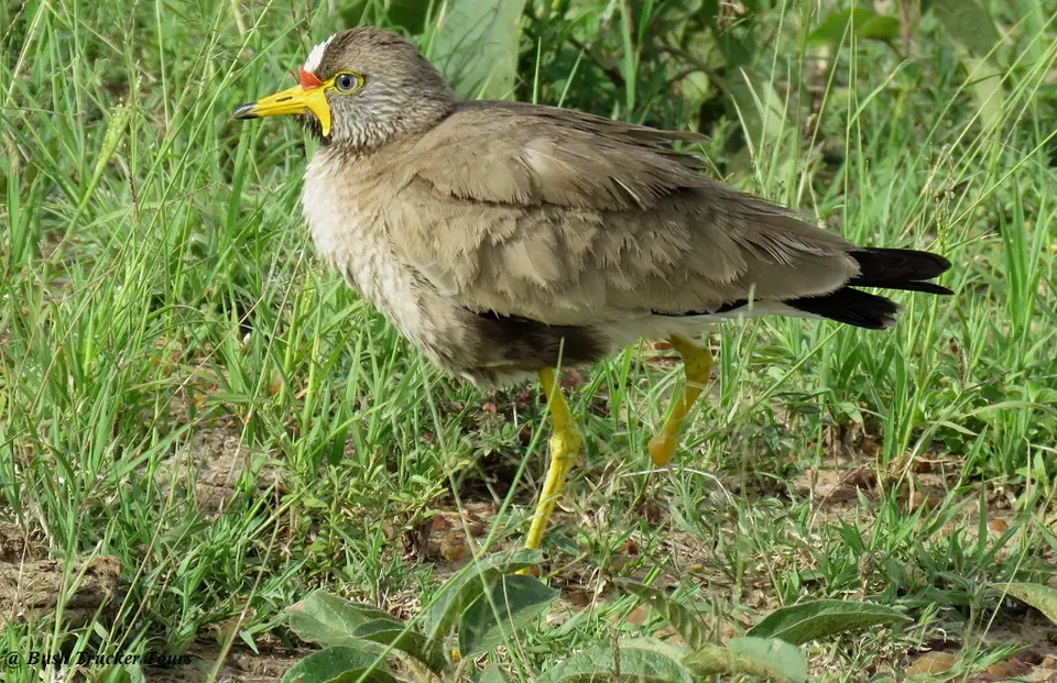 WattledLapwing.jpg