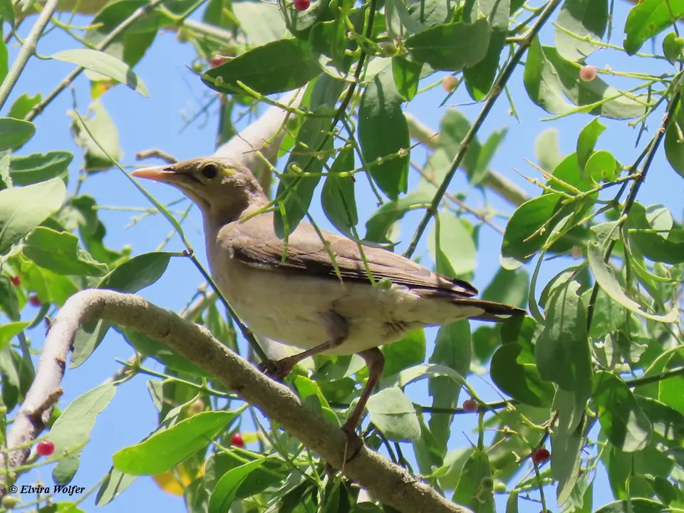 WattledStarling.jpg
