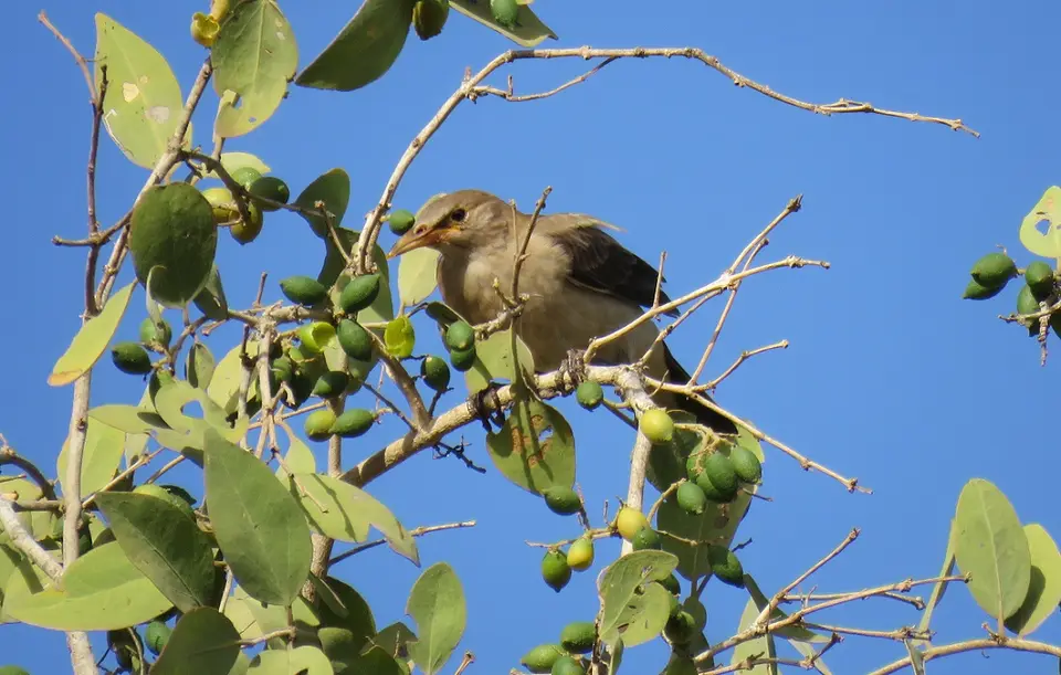 WattledStarling1.jpg