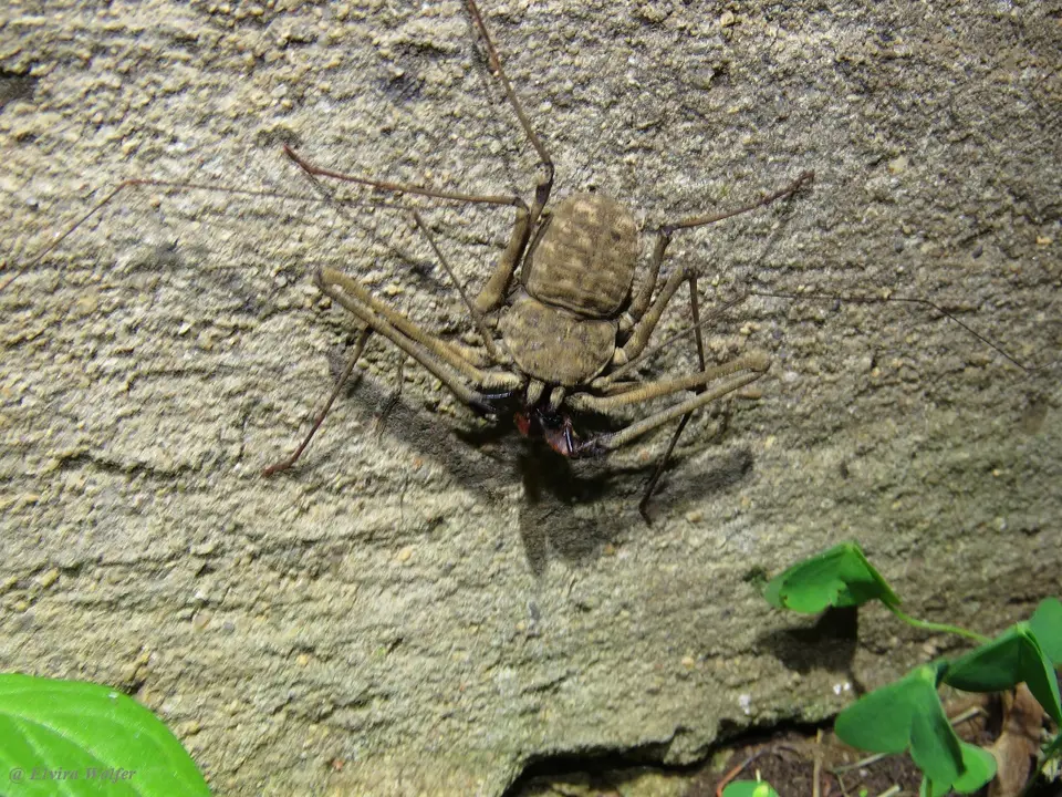 Whipspider.jpg