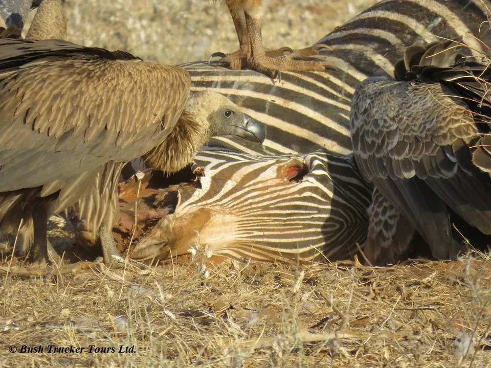 White-backedvulturezebra.jpg