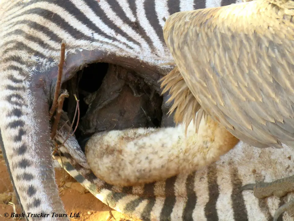 White-backedvulturezebra3.jpg
