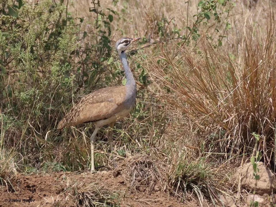 White-belliedBustard-2-3.jpg