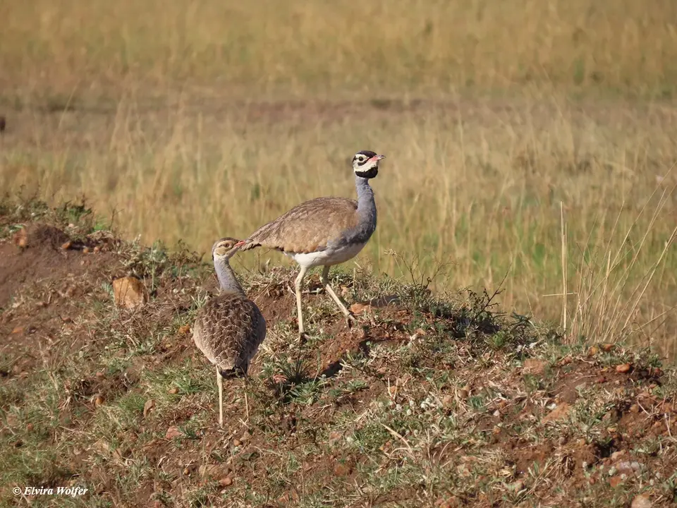 White-belliedBustard-2.jpg