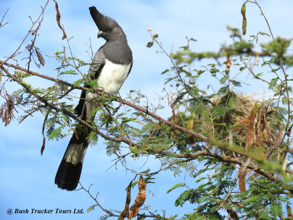 White-belliedGo-awaybird.jpg