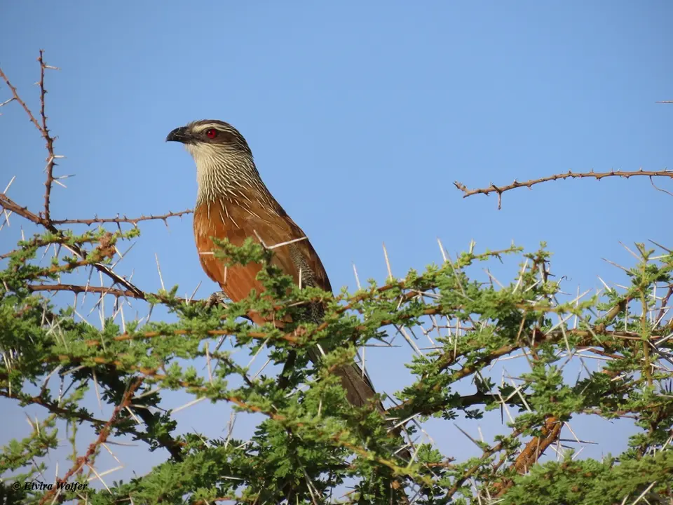 White-browedCoucal.jpg