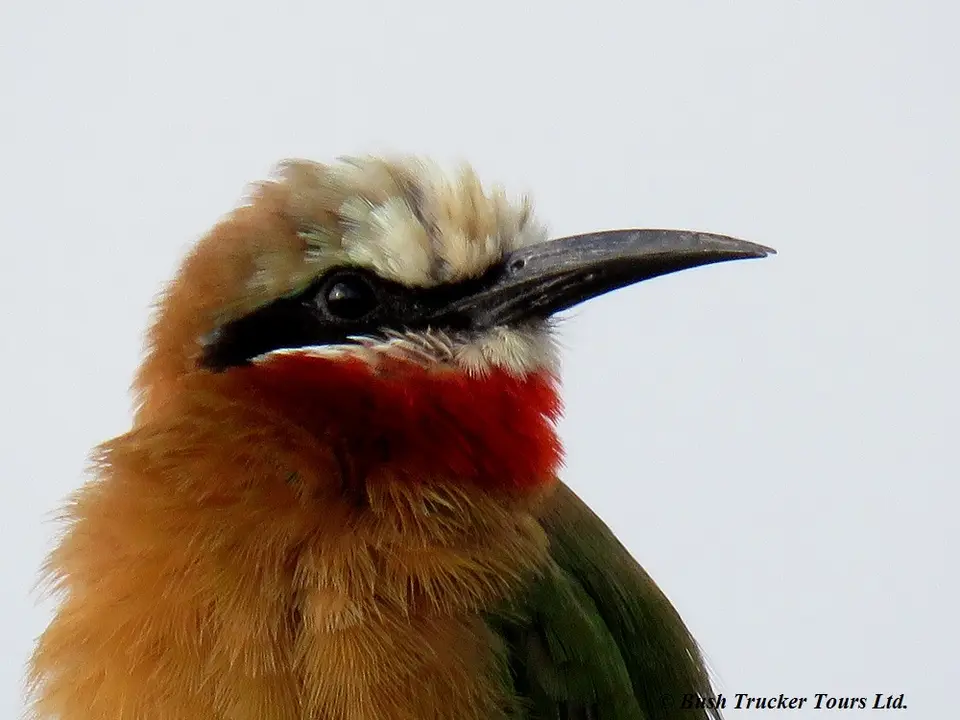 White-frontedBee-eater.jpg
