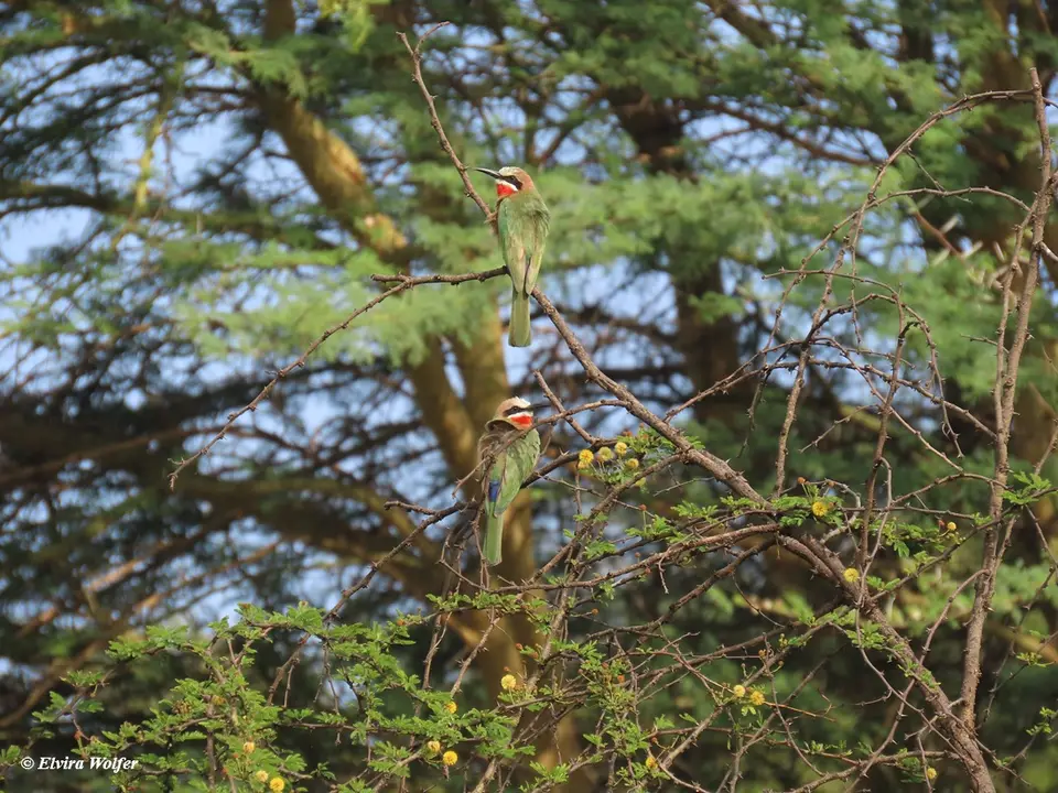 White-frontedBee-eater1.jpg