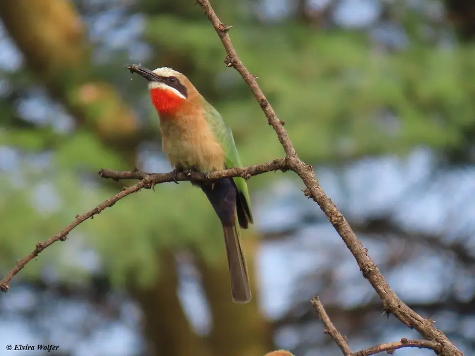 White-frontedBee-eater2.jpg