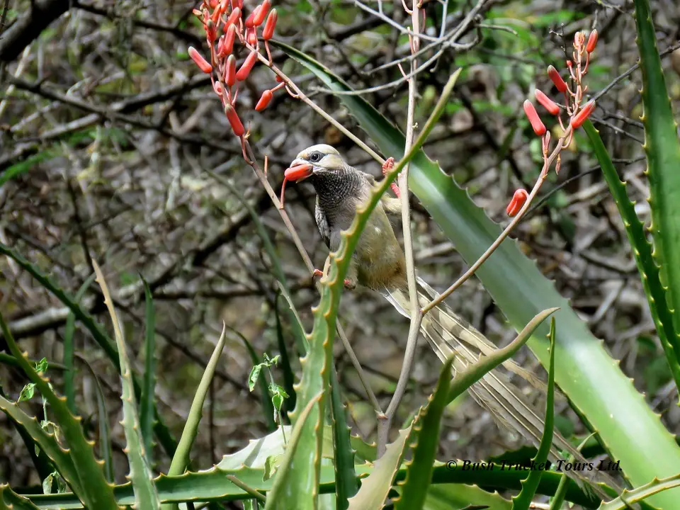 White-headedMousebird2.jpg