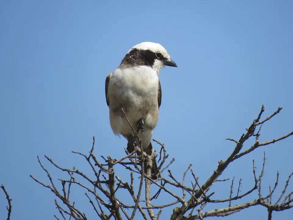 White-rumpedShrike.jpg