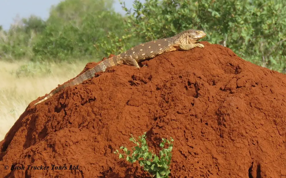White-throatedsavannamonitor.jpg