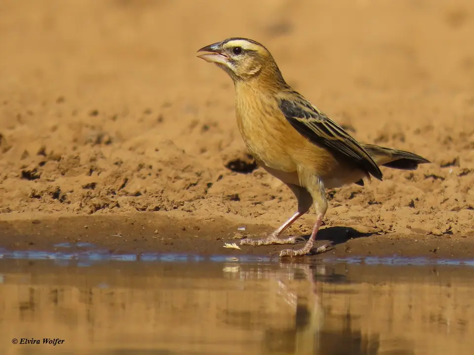 White-wingedWidowbird,female.jpg