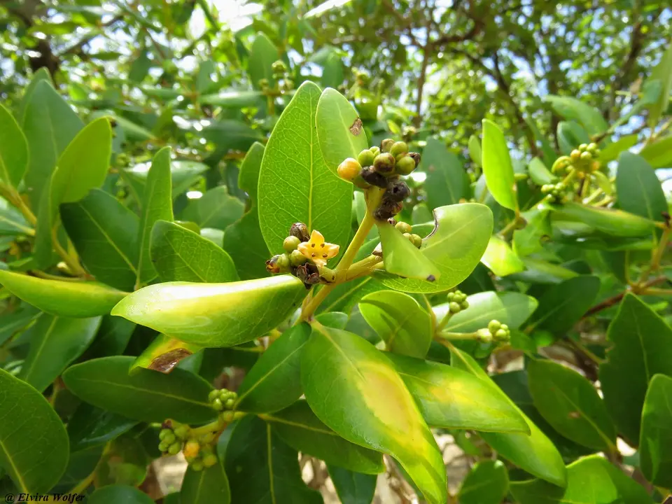 WhiteMangrove.jpg