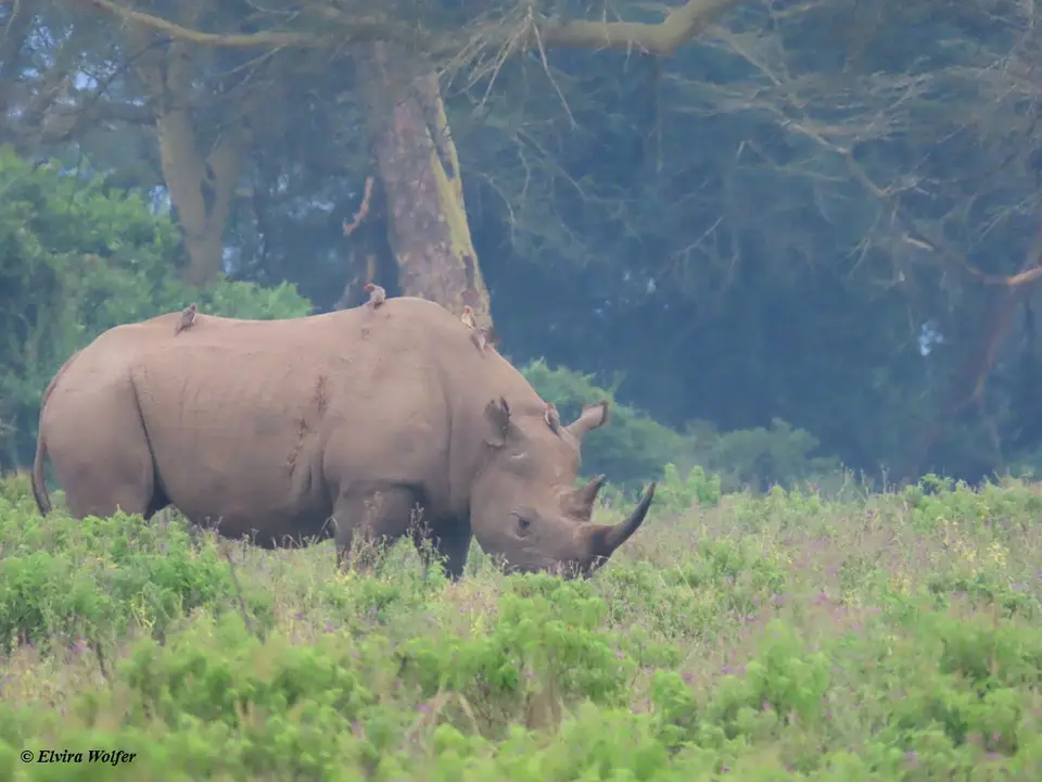 WhiteRhino.jpg