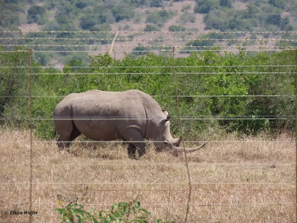 WhiteRhinoSolio.jpg