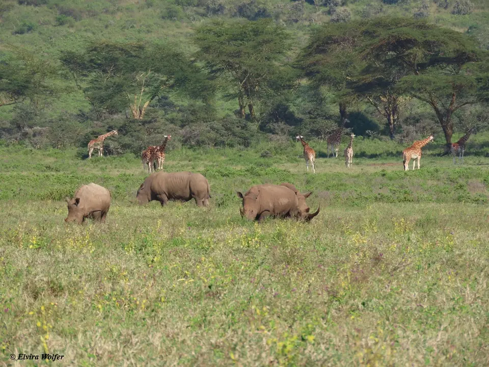 WhiteRhinos1-2.jpg