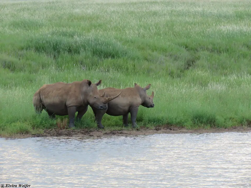 WhiteRhinos1.jpg
