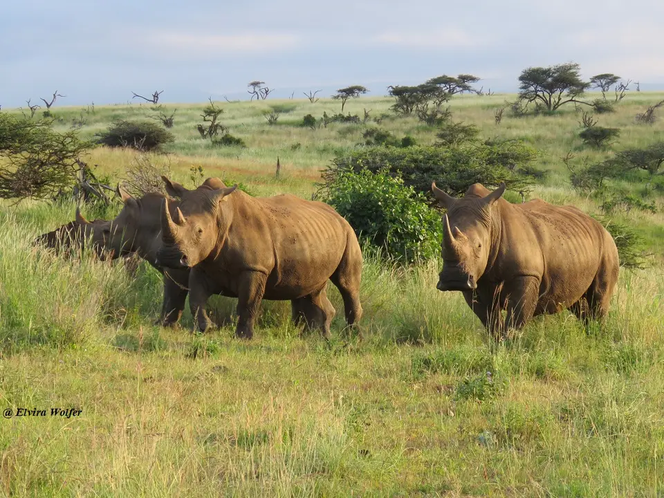 WhiteRhinos10.jpg