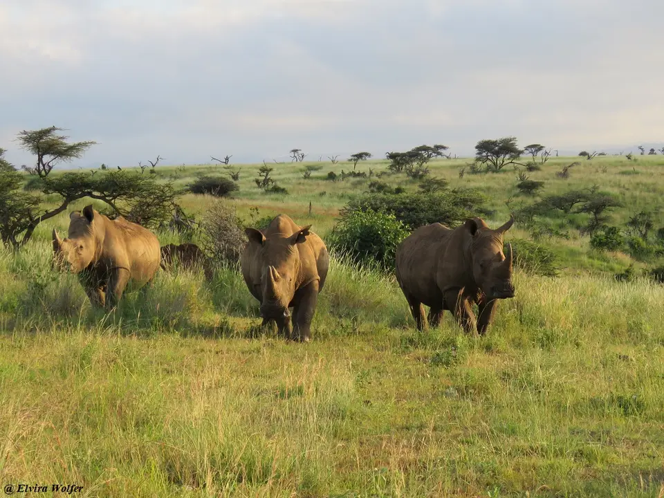 WhiteRhinos11.jpg