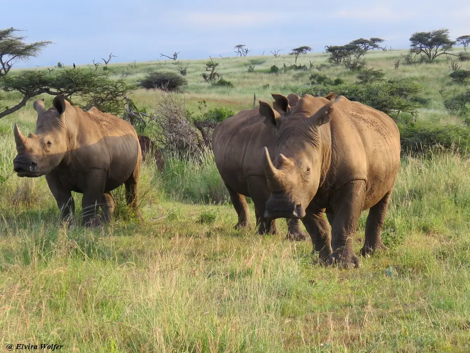 WhiteRhinos12.jpg