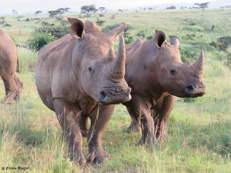 WhiteRhinos13.jpg