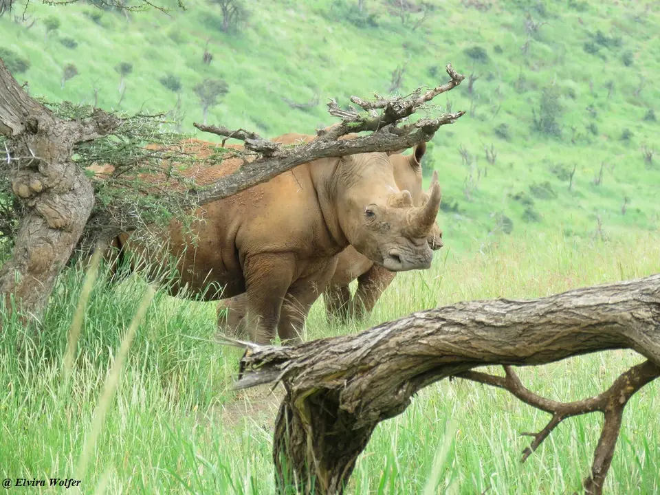 WhiteRhinos2.jpg