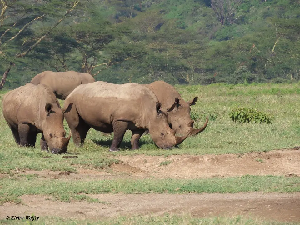 WhiteRhinos3-2.jpg