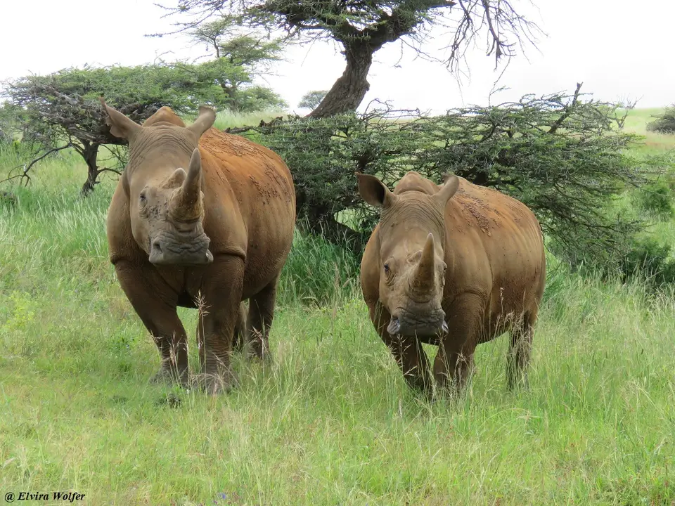 WhiteRhinos3.jpg