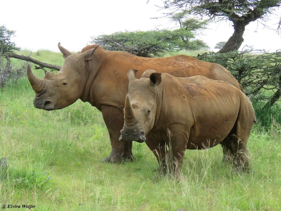 WhiteRhinos4.jpg