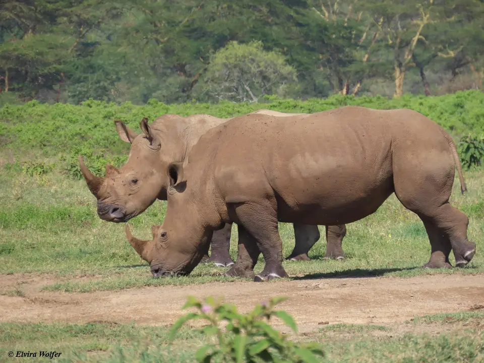 WhiteRhinos5-2.jpg