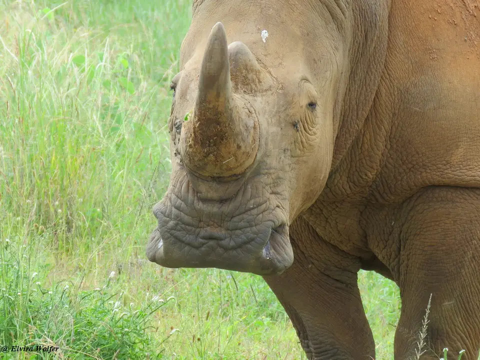 WhiteRhinos5.jpg