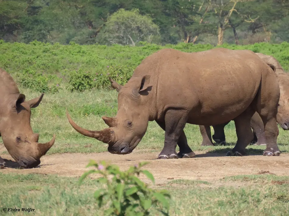 WhiteRhinos6-2.jpg