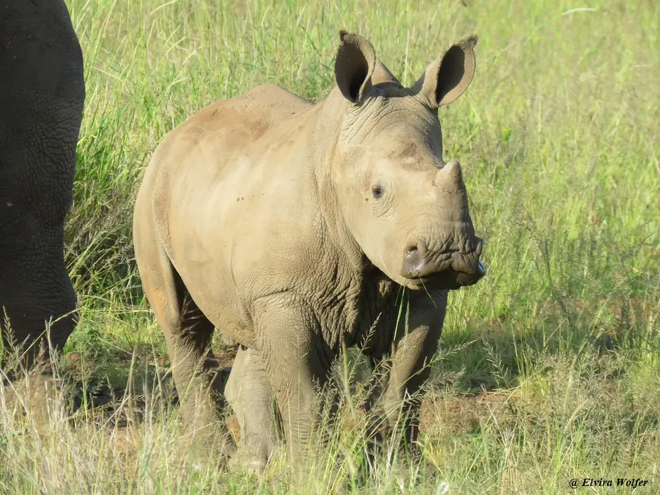 WhiteRhinos8.jpg