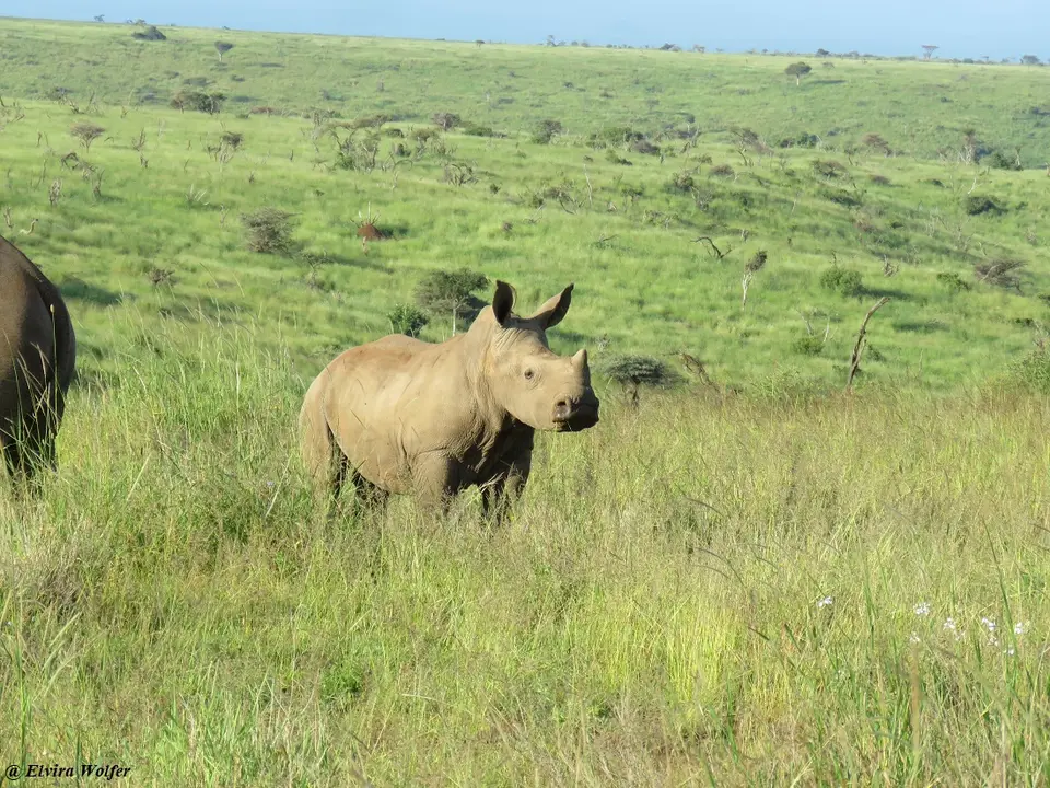 WhiteRhinos9.jpg