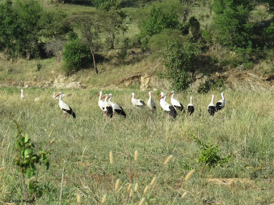 WhiteStorks-2.jpg