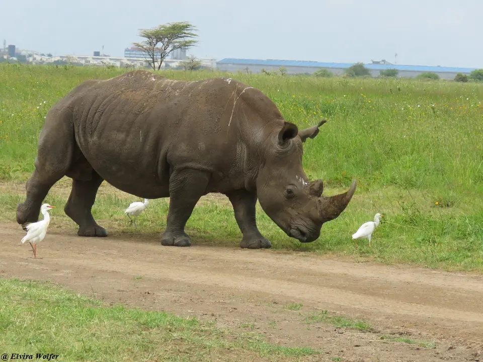 Whiterhino2.jpg
