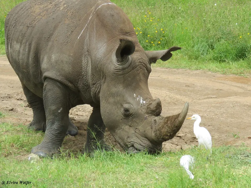Whiterhino4.jpg