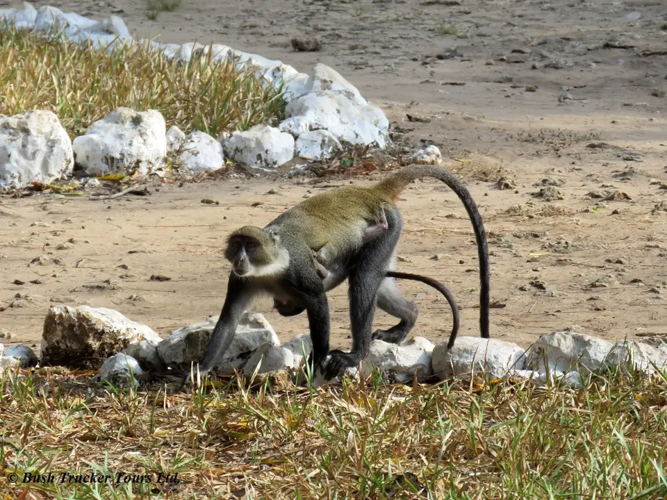 Whitethroatedmonkey1.jpg