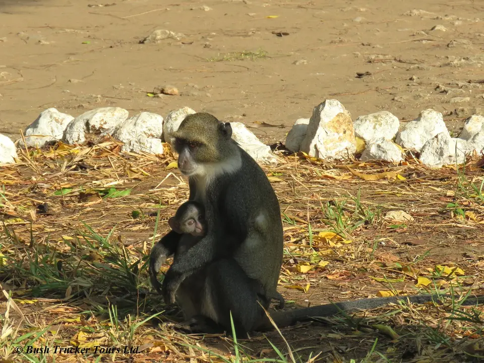 Whitethroatedmonkey2.jpg