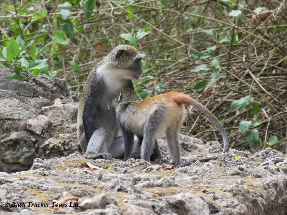 Whitethroatedmonkey3.jpg