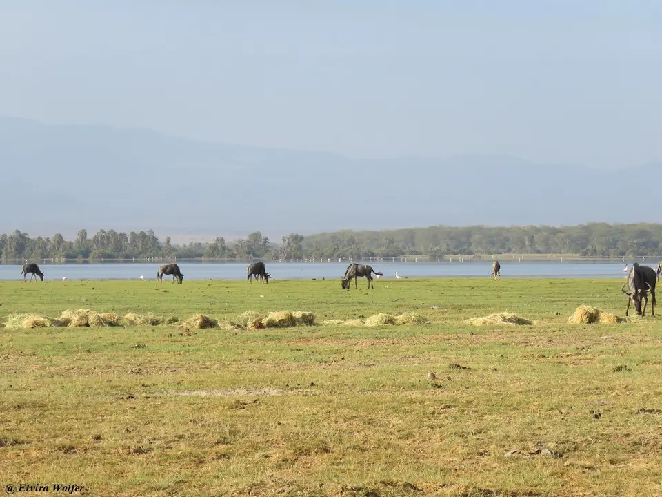 Wildebeest1.jpg