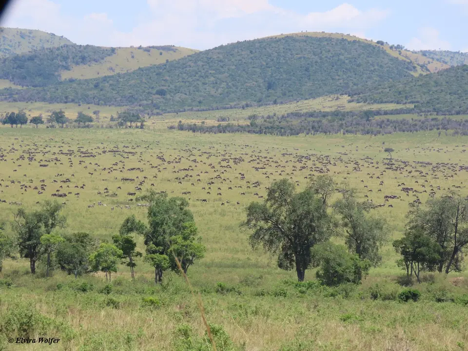 Wildebeest2-2-3.jpg