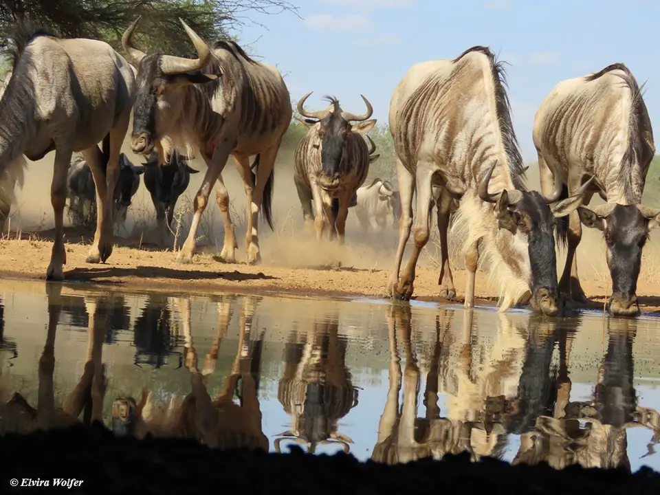 Wildebeest2-2.jpg