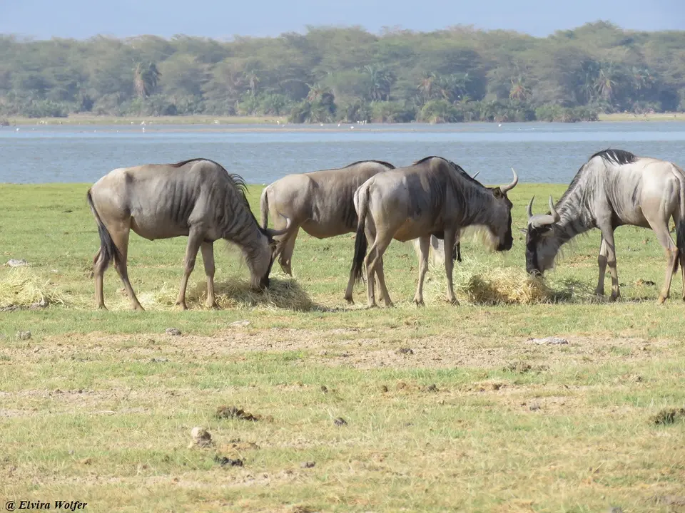 Wildebeest2.jpg