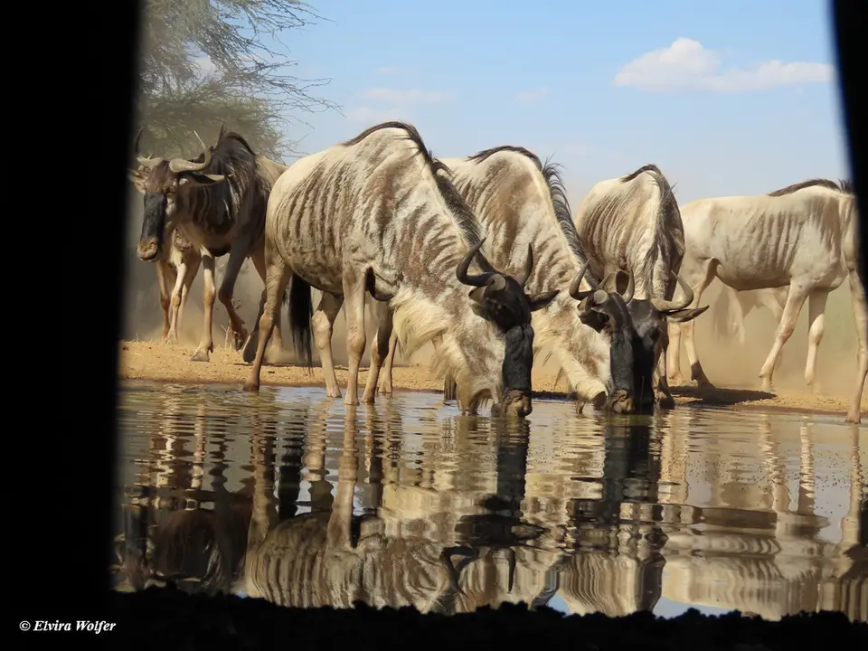 Wildebeest3-2.jpg