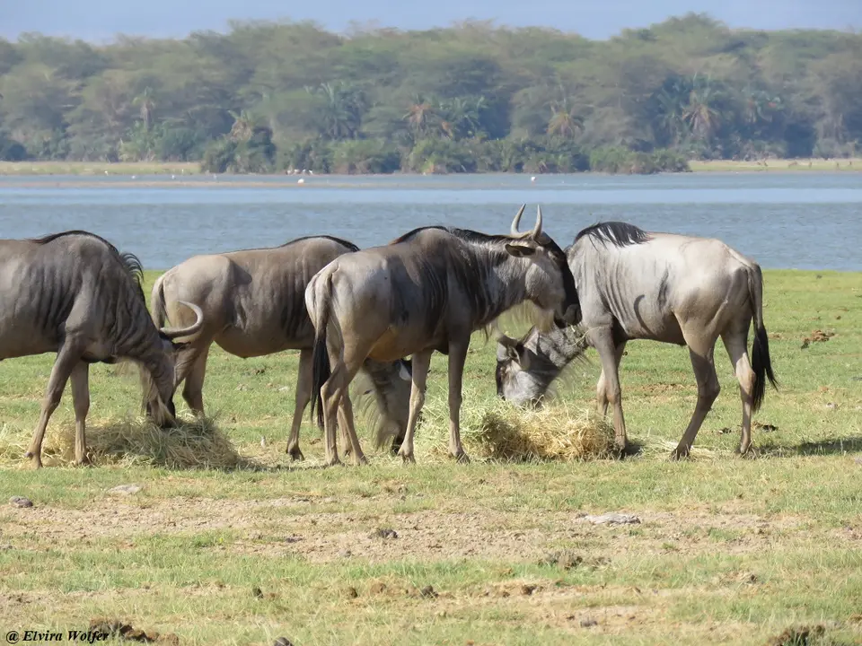 Wildebeest3.jpg