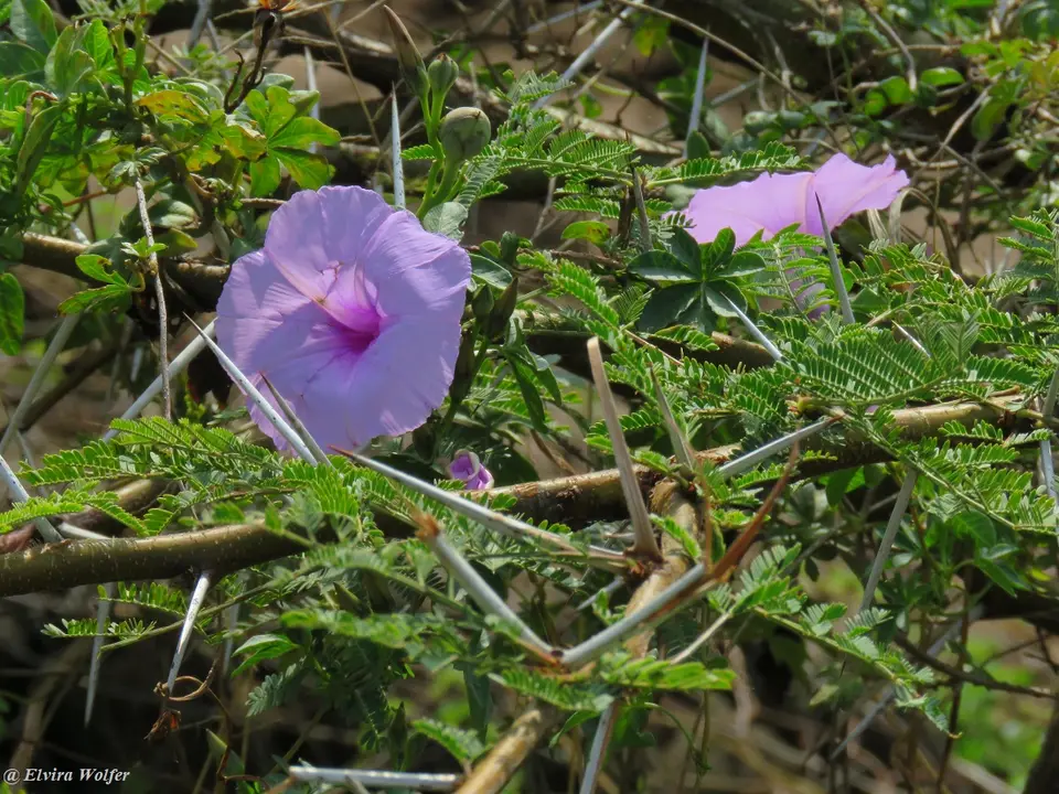 Winde-Ipomoeacairica.jpg
